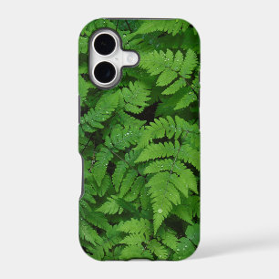 Bracken fern with rain drops, Washington State
