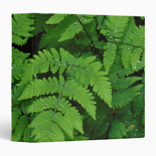 Bracken fern with rain drops, Washington State Binder