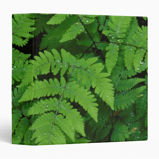 Bracken fern with rain drops, Washington State Binder (Front/Spine)