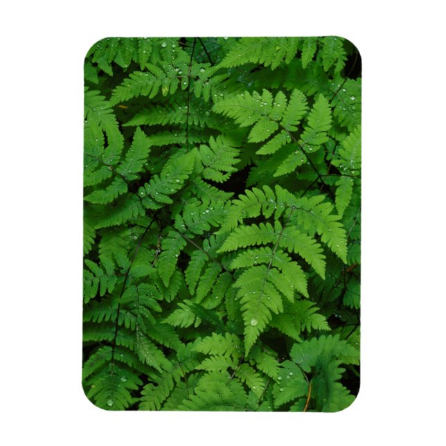 Bracken fern with rain drops, Washington State Magnet (Vertical)