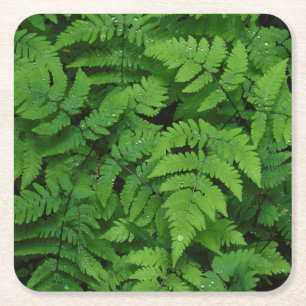 Bracken fern with rain drops, Washington State Square Paper Coaster