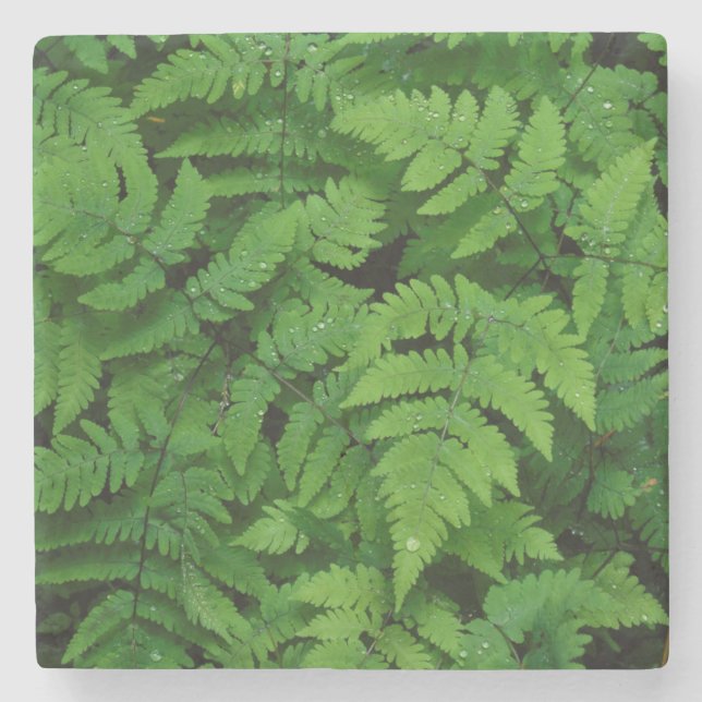 Bracken fern with rain drops, Washington State Stone Coaster (Front)