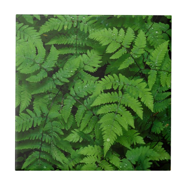 Bracken fern with rain drops, Washington State Tile (Front)