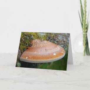 Bracket fungus card