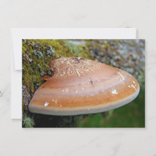 Bracket fungus Card