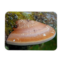 Bracket fungus