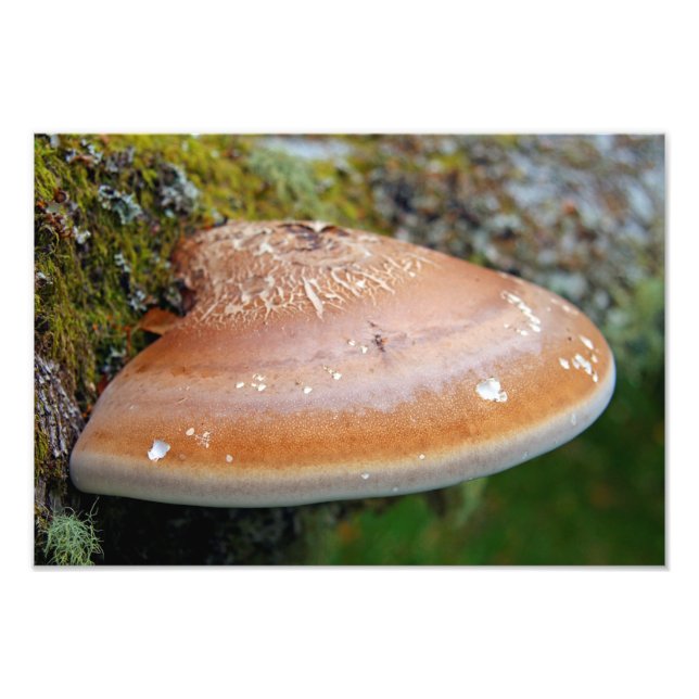 Bracket fungus photo print (Front)