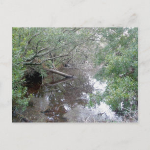 Brackish Wetland Buxton OBX Postcard