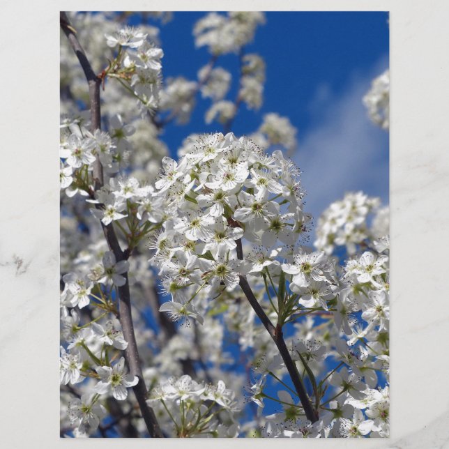 Bradford Pear Blooms (Front)