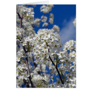 Bradford Pear Blooms