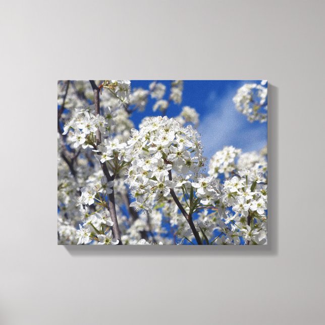 Bradford Pear Blooms Canvas Print (Front)