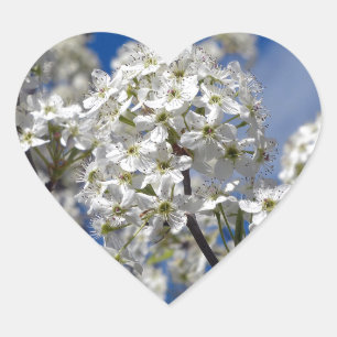 Bradford Pear Blooms Heart Sticker
