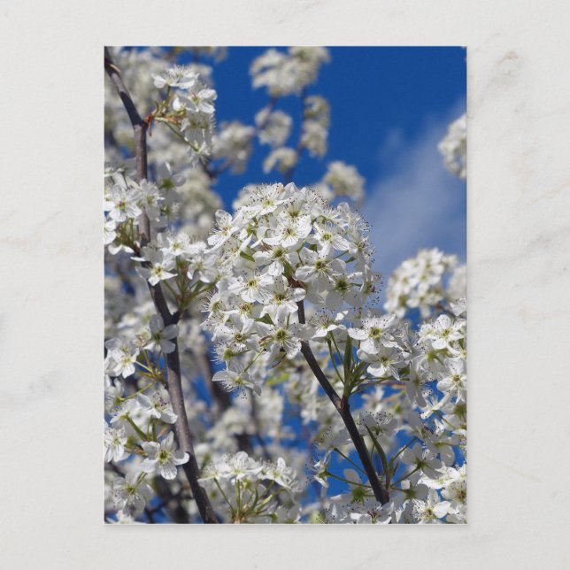 Bradford Pear Blooms Postcard (Front)