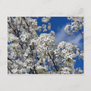 Bradford Pear Blooms Postcard
