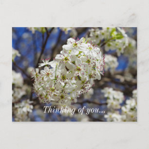 Bradford Pear Blooms Thinking Of You Postcard