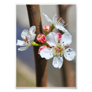 Bradford Pear blossom Photo Print