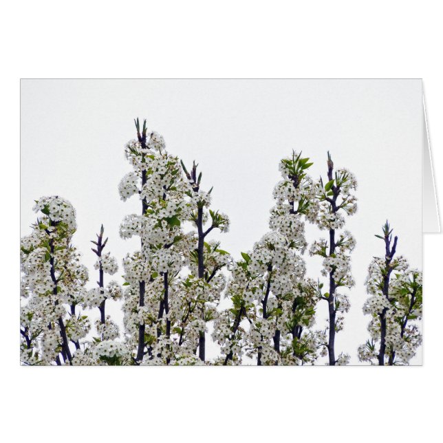 Bradford Pear Blossoms (Devant horizontal)