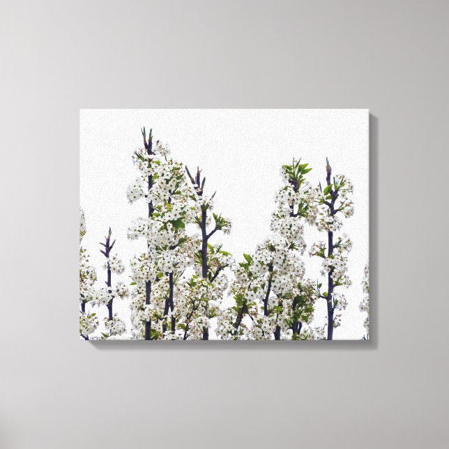 Bradford Pear Blossoms Canvas Print (Front)