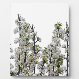 Bradford Pear Blossoms Plaque