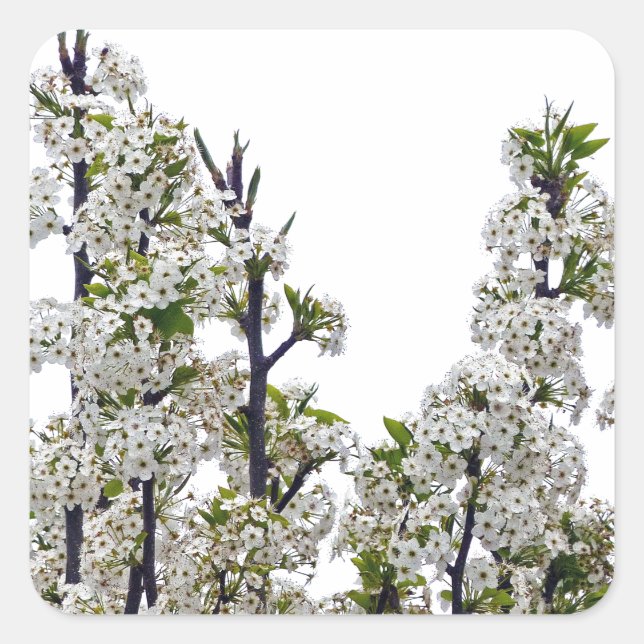 Bradford Pear Blossoms Square Sticker (Front)
