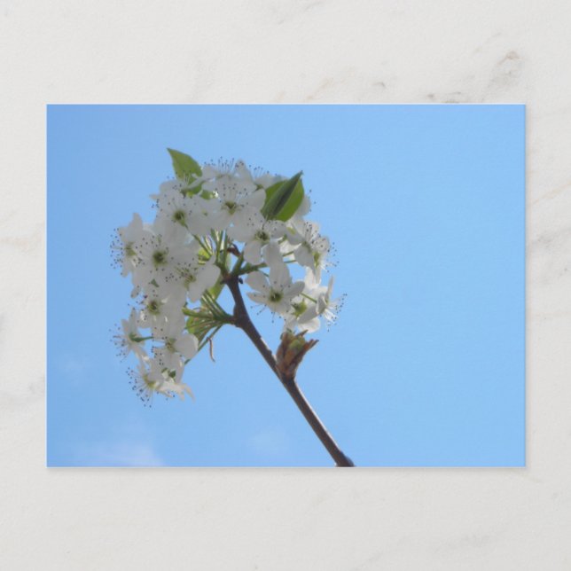 Bradford Pear Tree Postcard (Front)
