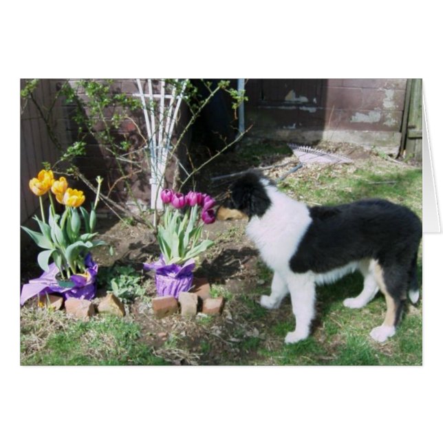 Braedyn smells the flowers (Front Horizontal)