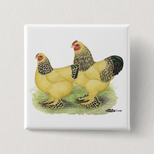 Brahma Buff Pair 2 Inch Square Button