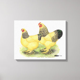 Brahma Buff Pair Canvas Print