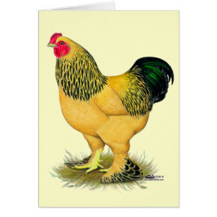 Brahma :  Coq de couleur chamois