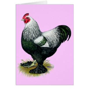 Brahma: Dark Rooster
