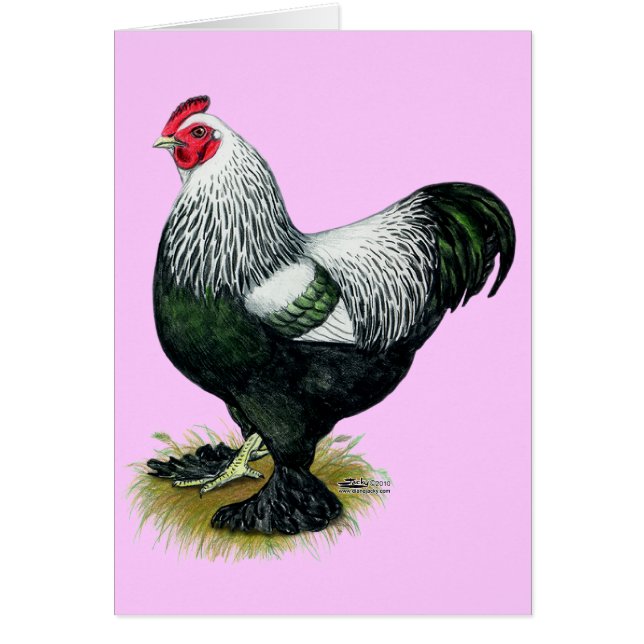 Brahma:  Dark Rooster (Front)