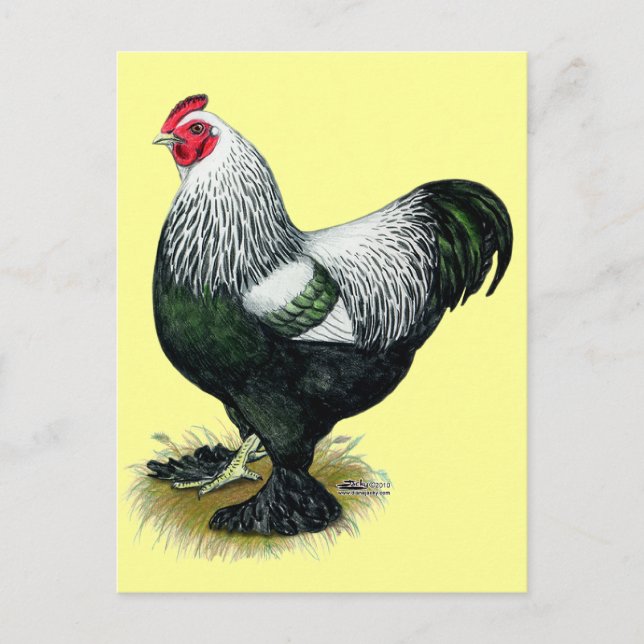 Brahma:  Dark Rooster Postcard (Front)