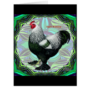 Brahma : Fancy Dark Rooster