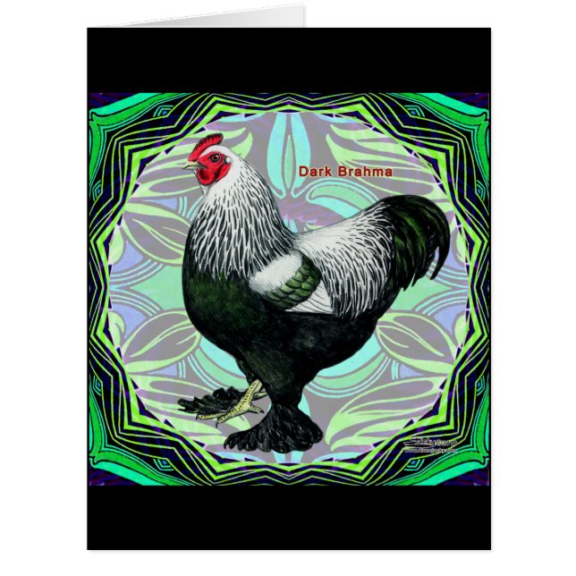 Brahma : Fancy Dark Rooster (Devant)