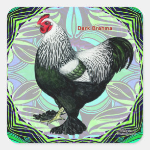 Brahma: Fancy Dark Rooster Square Sticker