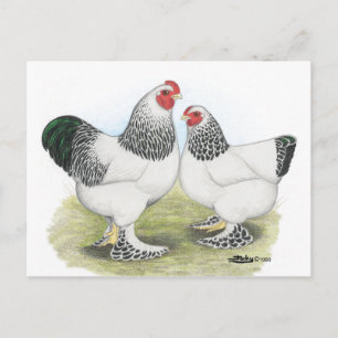 Brahma:  Light2 Postcard