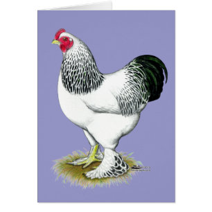 Brahma: Light Rooster