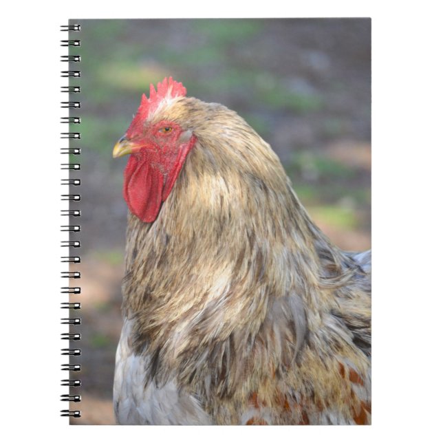 Brahma Rooster Notebook (Front)