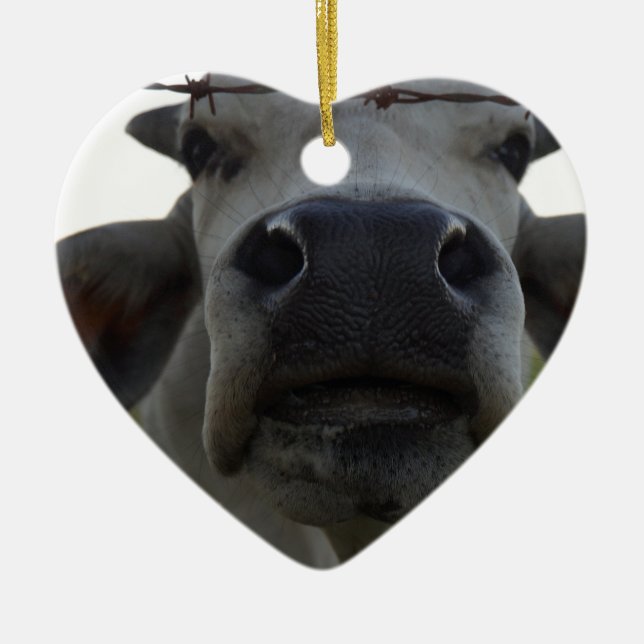 BRAHMAN COW STEER RURAL QUEENSLAND AUSTRALIA CERAMIC ORNAMENT (Front)