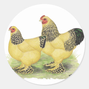 Brahmas: Buff Bantams Classic Round Sticker