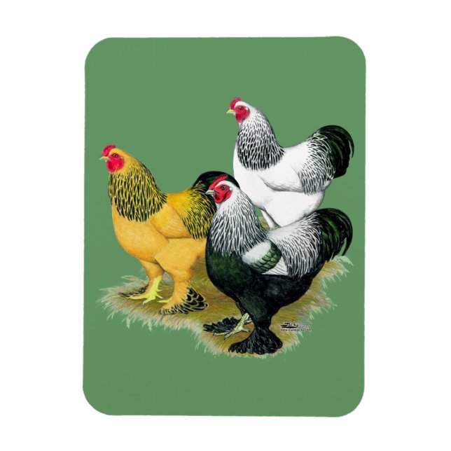 Brahmas Three Roosters Magnet (Vertical)