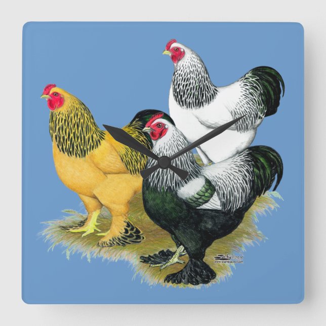 Brahmas Three Roosters Square Wall Clock (Front)