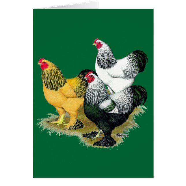 Brahmas trois coqs (Devant)