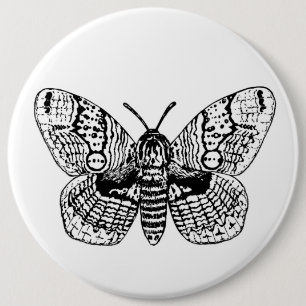 Brahmin moth drawing 6 inch round button