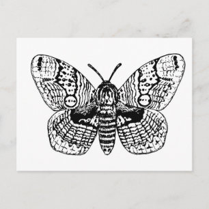 Brahmin moth drawing postcard