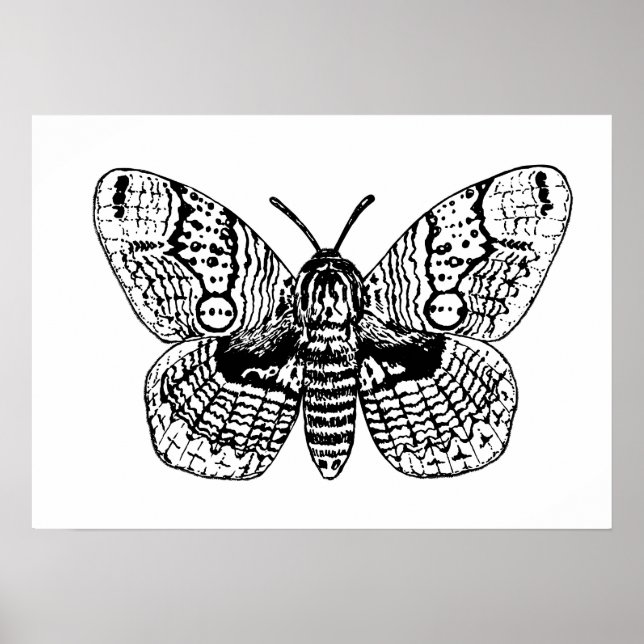 Brahmin moth drawing poster (Front)