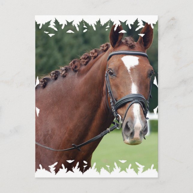 Braided Horse Mane Postcard (Front)
