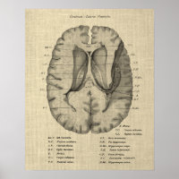 Brain Anatomy no. 7 with Cream Background