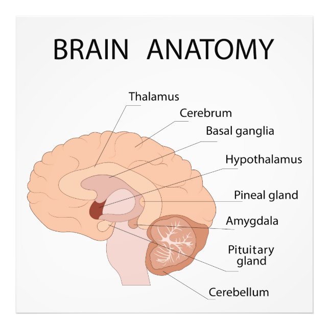 Brain anatomy photo print (Front)