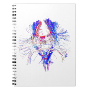 Brain and Tracktography Notebook